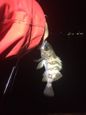 メバリングへシフト