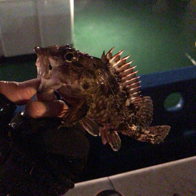 やはり生き餌か