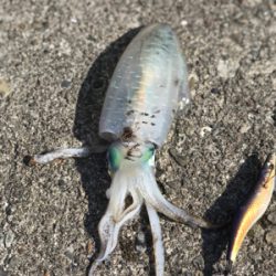 今年最後のエギング。まずはすさみで