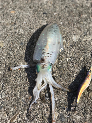 今年最後のエギング。まずはすさみで