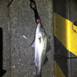 ナイトシーバス