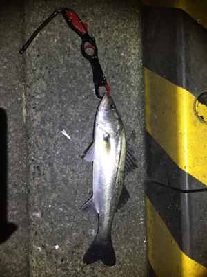 ナイトシーバス