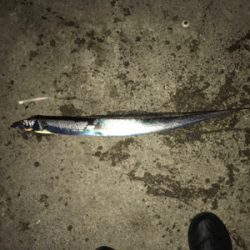 今年最後の釣行