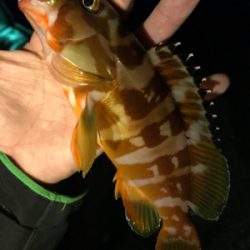 アカハタ&ガシラ♪