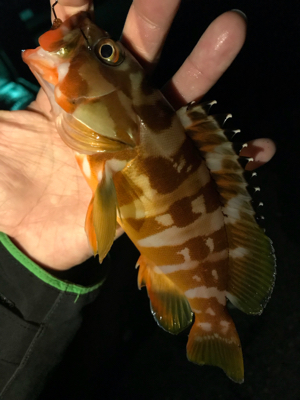 アカハタ&ガシラ♪