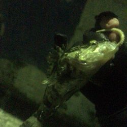 流離アジング 第1日目 夜 アジはいる？！