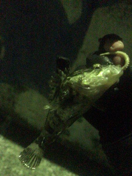 流離アジング 第1日目 夜 アジはいる？！