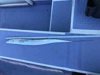 太刀魚ジギング！