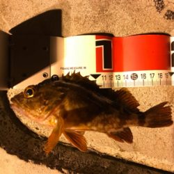 ガジラ祭りじゃー