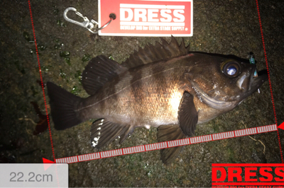 潮止まりからメバルの調子が上がる