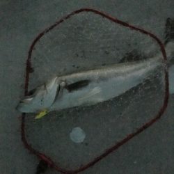 ビッグファイト!