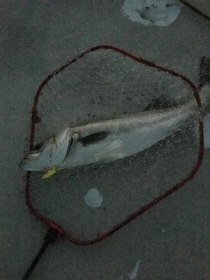 ビッグファイト!