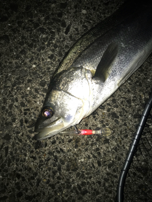 今年最後のシーバス