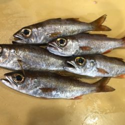 アジングでムツ