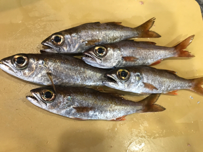 アジングでムツ