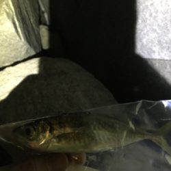 結構釣れました