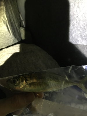 結構釣れました