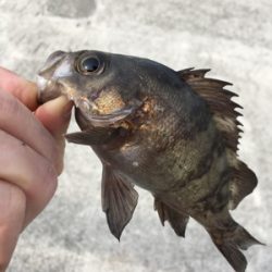 デイゲーム、メバリング