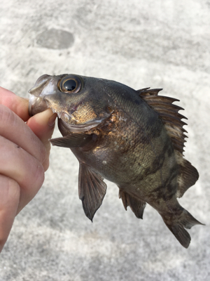 デイゲーム、メバリング