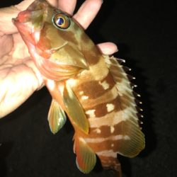 アカハタ増殖中？