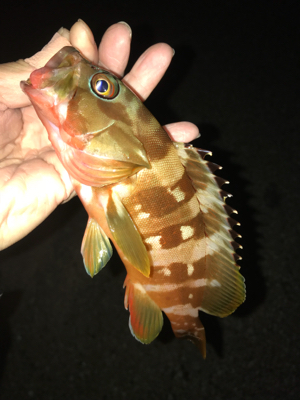 アカハタ増殖中？