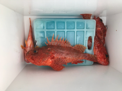 館山沖にて根魚狙い