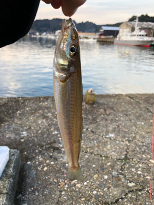 リベンジカレイ