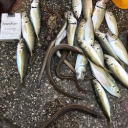 Xmasカレイならず…