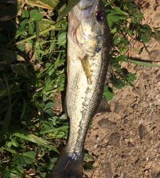 バス釣り テキサス フリックシェイク