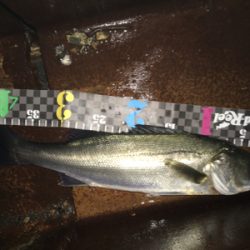 シーバス‼️‼️