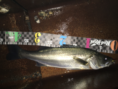 シーバス‼️‼️