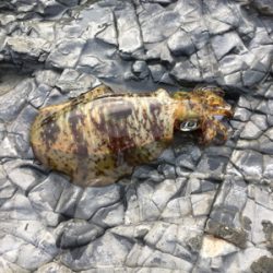 今後の為の下見！！