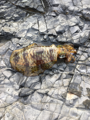 今後の為の下見！！