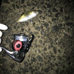 近場アジング！