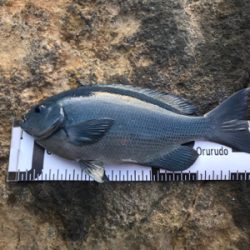 今年納めの釣行