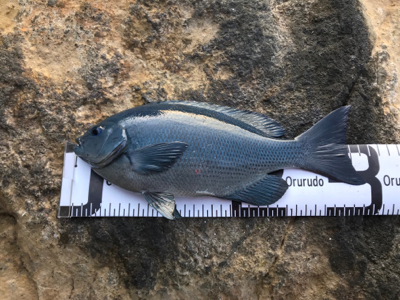 今年納めの釣行