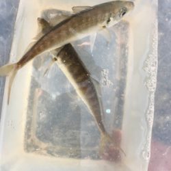 久しぶりのサビキ