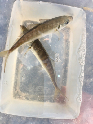 久しぶりのサビキ