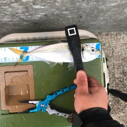 流離アジング 第3日目 昼 爆風で爆釣