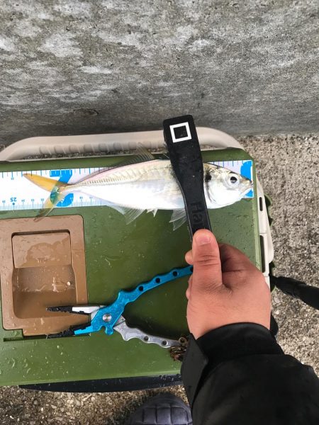 流離アジング 第3日目 昼 爆風で爆釣