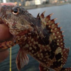 塩屋海岸でメバリング・ガシリング！