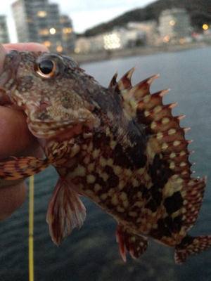 塩屋海岸でメバリング・ガシリング！
