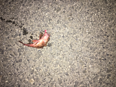 寒くても、、強風でも、、激釣