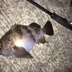 寒くても腹パン釣れてます