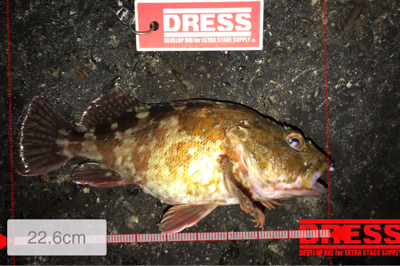 満潮時からのメバリング