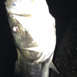 二人で釣ったシーバス