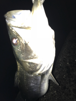 二人で釣ったシーバス