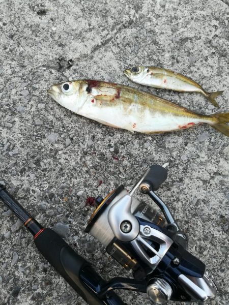 佐賀関アジング