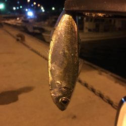 釣果を求めて南 南 南下