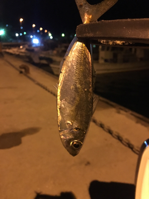 釣果を求めて南 南 南下